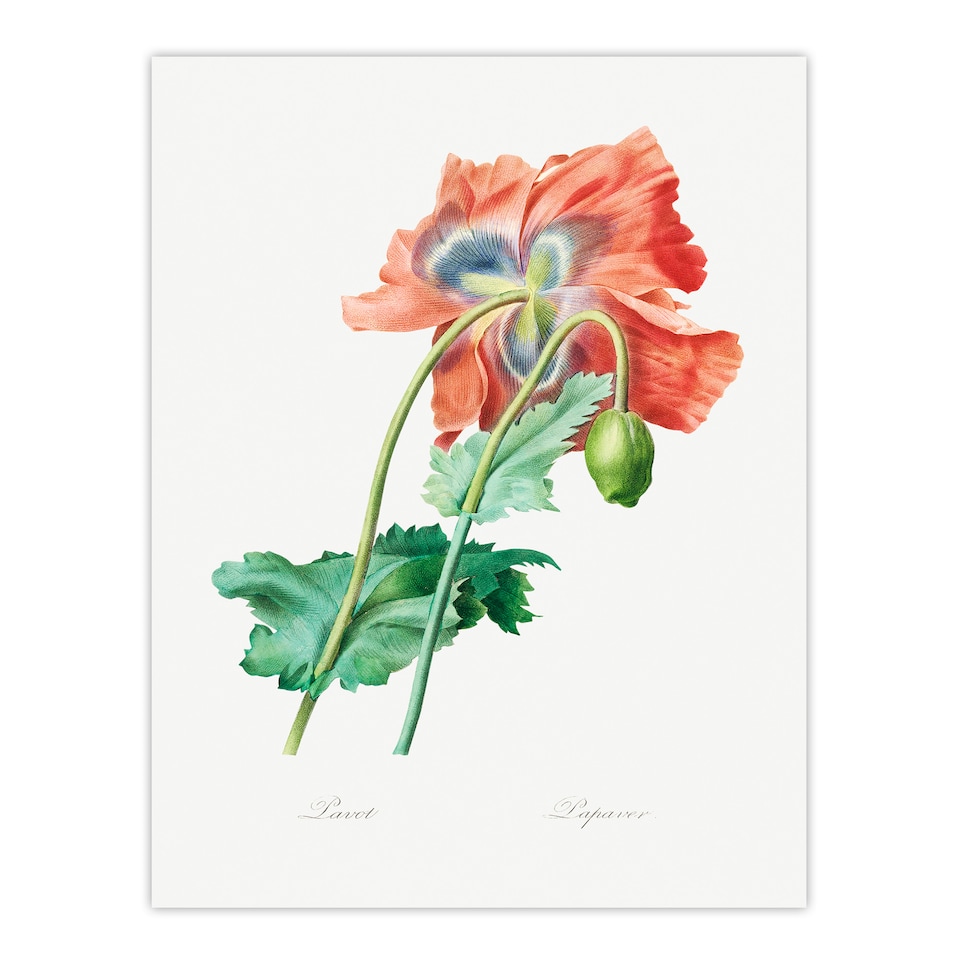 image 1 of Redoute Framed Wall Art Poppy Flower Vintage Botanical Illustration Home Décor