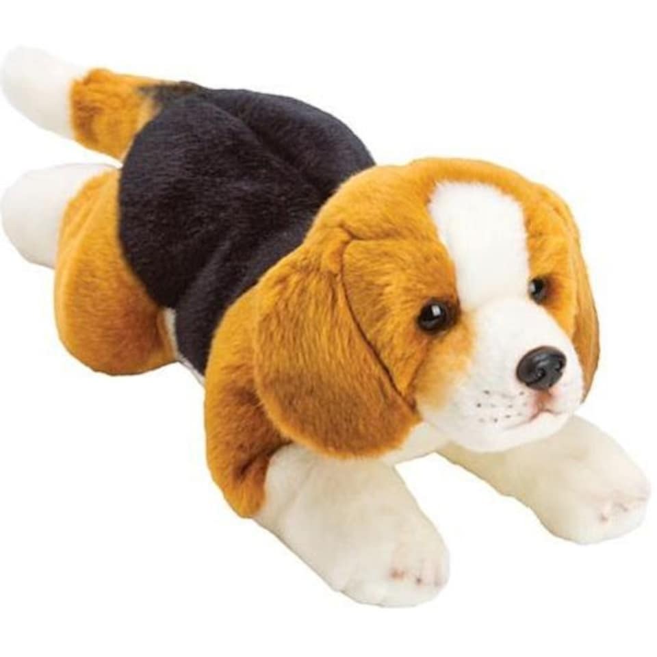 Beagle Medium