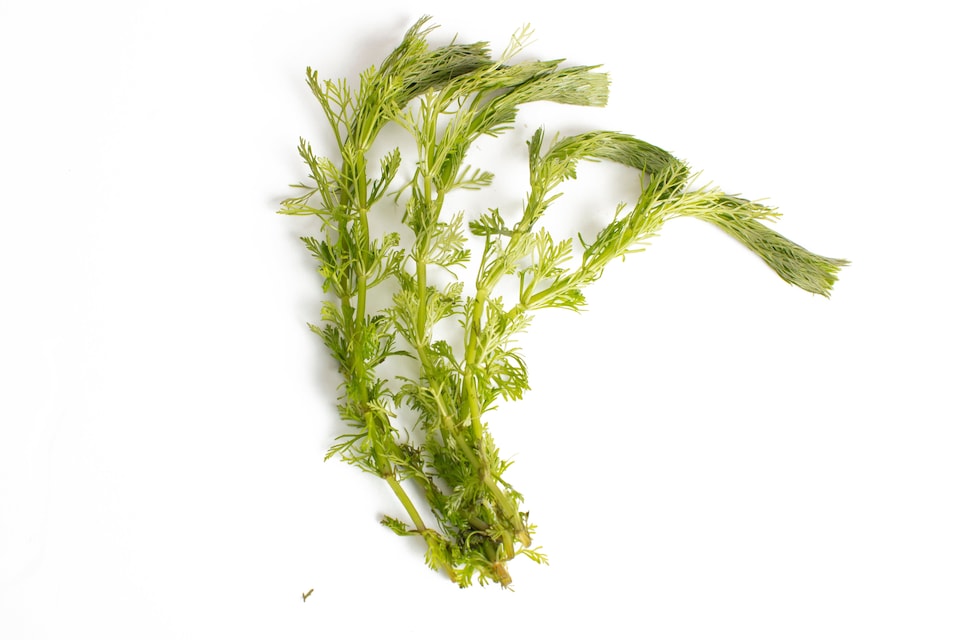 image 1 of Ambulia (Limnophila sessiliflora) - Live Aquarium Plant for Midground Planting, No CO2 Needed - Fish Tank Plant