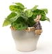 image 3 of Beatrix Potter Benjamin Bunny Plant Pot Hanger - L11 x W4 x H6 cm