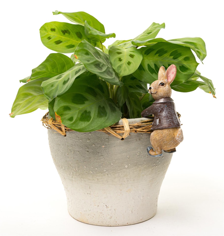 image 1 of Beatrix Potter Benjamin Bunny Plant Pot Hanger - L11 x W4 x H6 cm