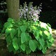 image 7 of Marshalls Garden Hosta Slug Resistant Collection | Green | Green, Blue-toned, Chartreuse | 3 x Bare Roots