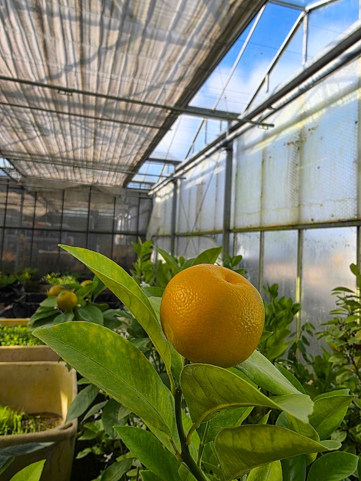 image 1 of Calamondin Citrus x microcarpa - Fragrant Patio Citrus Tree