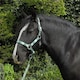 image 4 of Rhinegold Carnival Headcollar & Rope Green | Size: Cob
Colour: Turquoise