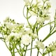 image 2 of Gypsophila (Single Stem Flower) - Plastic - Height 70 cm - Cream