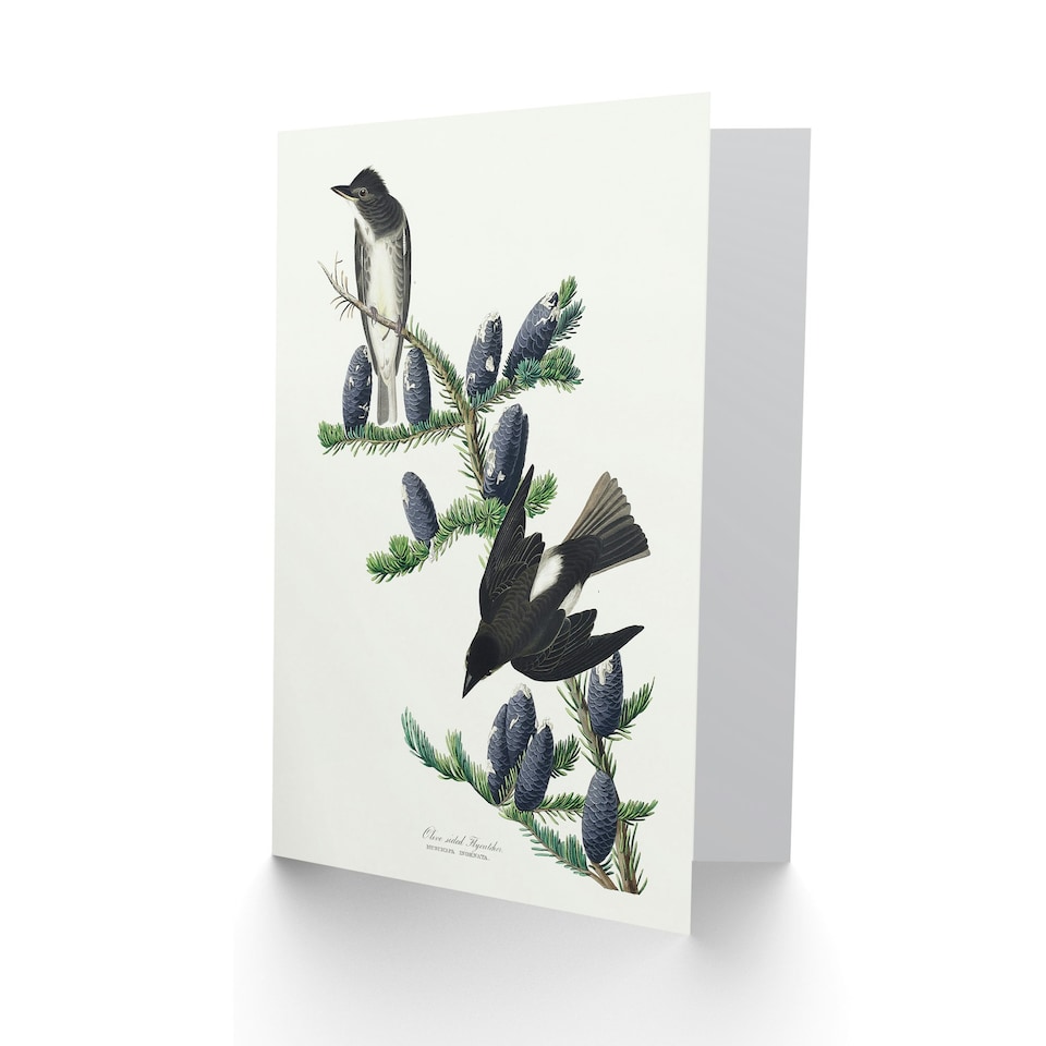 image 1 of John James Audubon Art Card Olive Sided Flycatcher Bird on Fir Tree