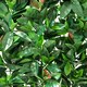 image 4 of Primrose American Beech Artificial Patio Hedge Panels 50cm x 50cm Set of 4