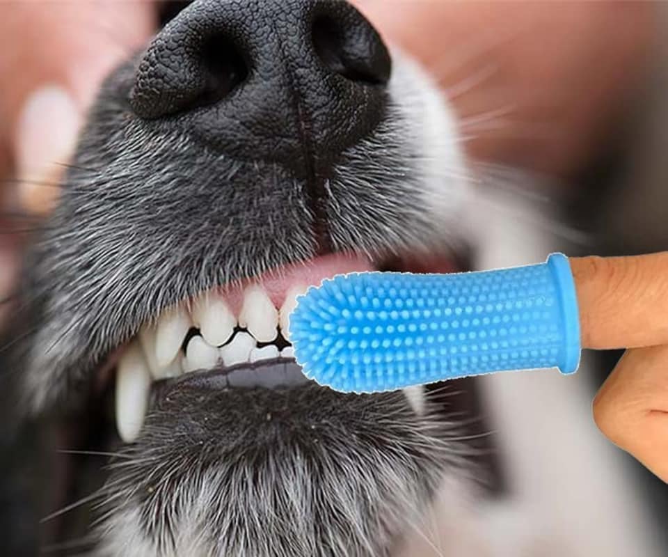 image 1 of KAV Silicone Finger Toothbrush for Dogs, Easy Teeth Cleaning Dental Care, Dog Finger Toothbrush 5.1x2.3cm (Pack of 2)