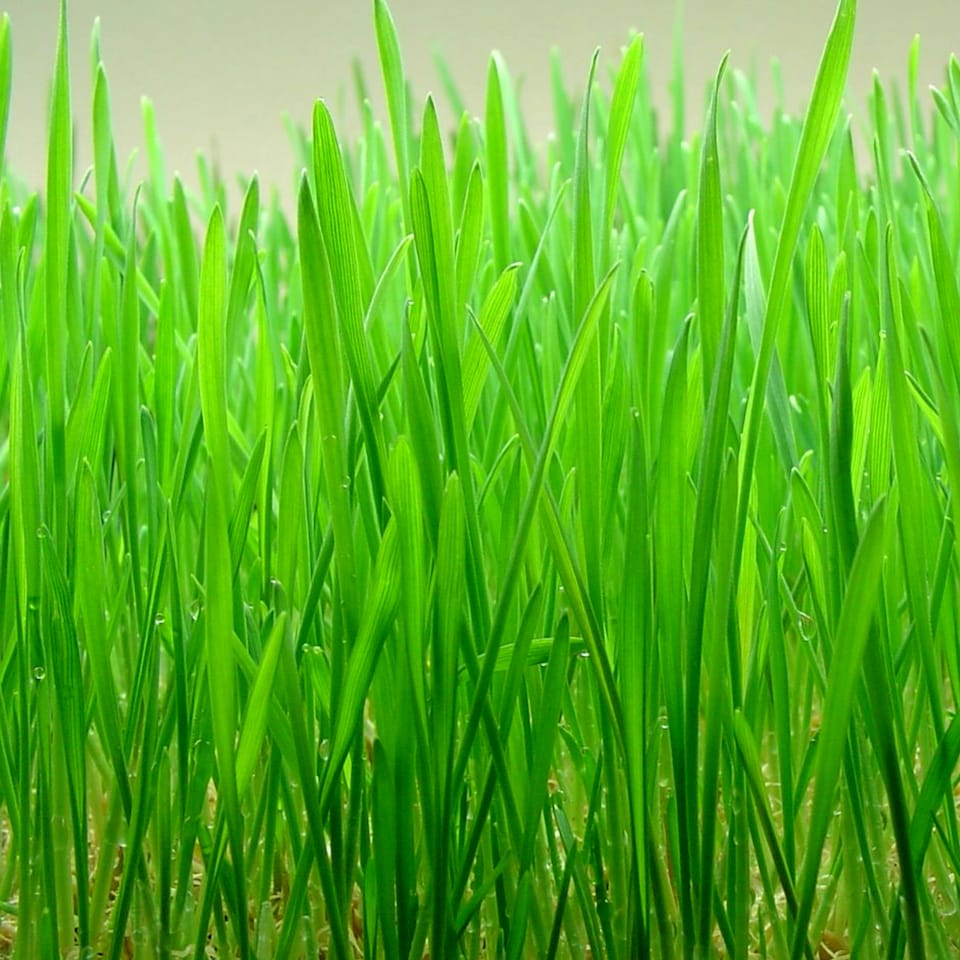 image 1 of 1 x Rabbit Wheat Grass in 13cm Pot - Natural Treat & Enrichment Plant - Edible Grass for Rabbits, Guinea Pigs & Small Pets
