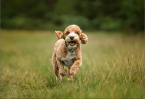Nutrične vyvážené