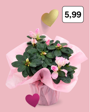 Azalka ružová Valentín